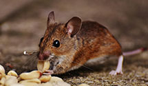 24 Hour & Emergency Exterminators in Fredericksbrg, PA